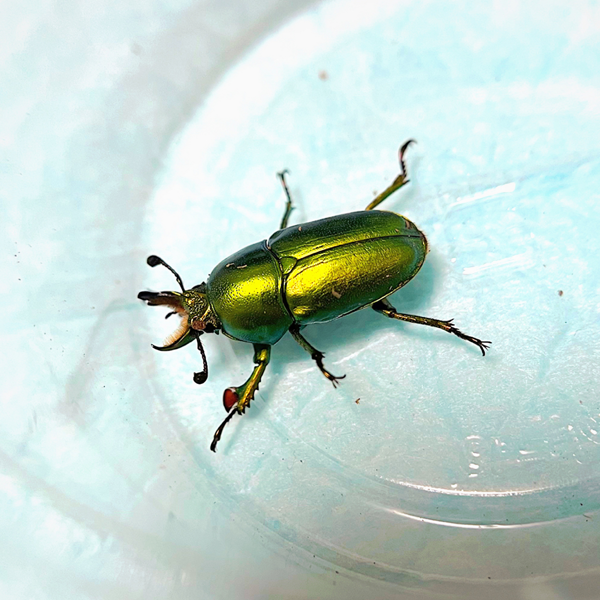 60s U.S.ARMY M-51 フィールドジャケット　ミリタリー Balsa Tribe セッパリミノー ピンク シーマ サイズ 47mm 4.2g