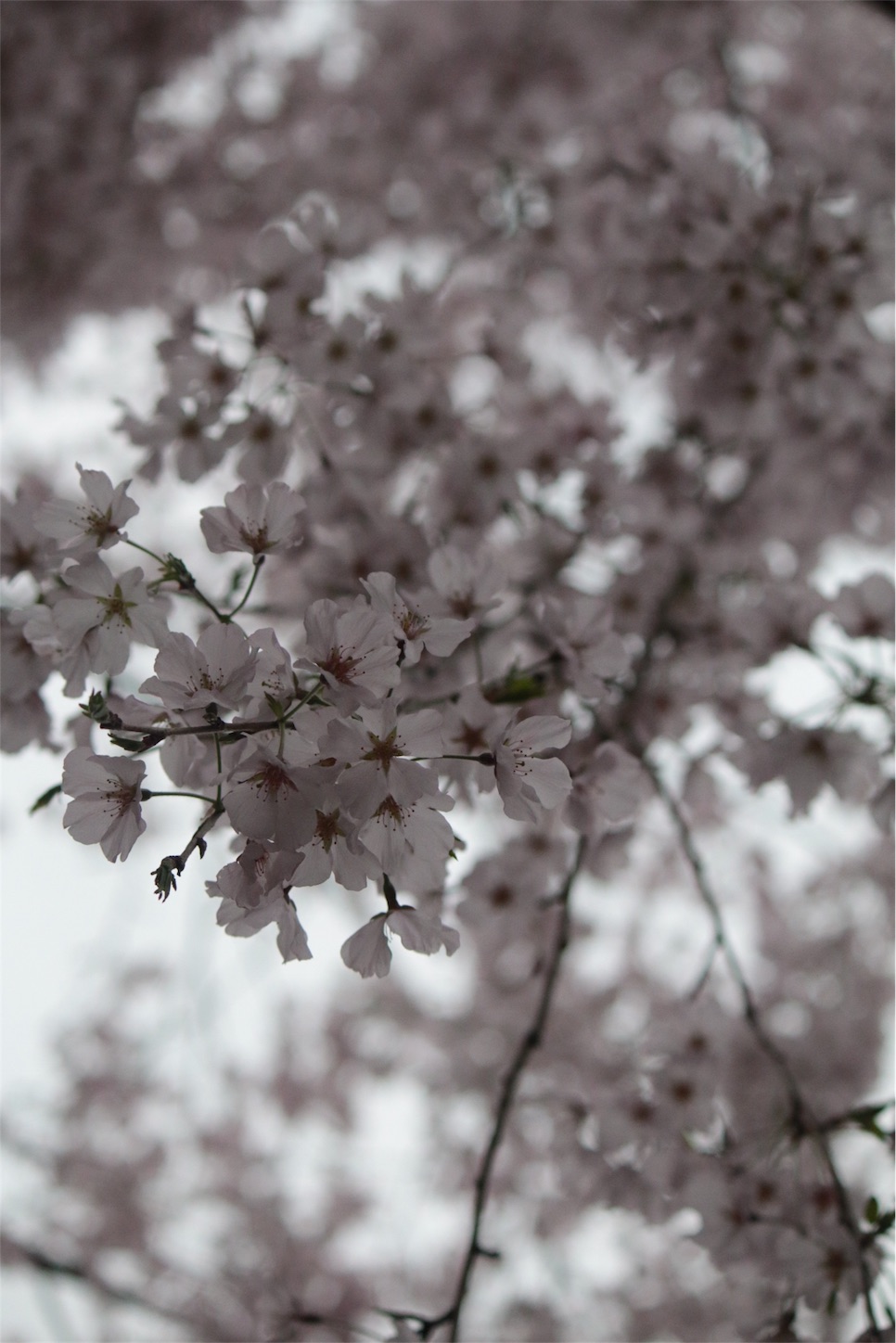 f:id:hakushinrikyo:20170409214926j:image f:id:hakushinrikyo:20170409214926j:image