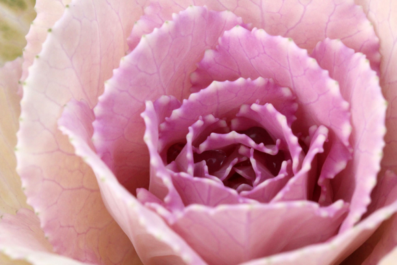 f:id:hakute03:20101205143702j:image