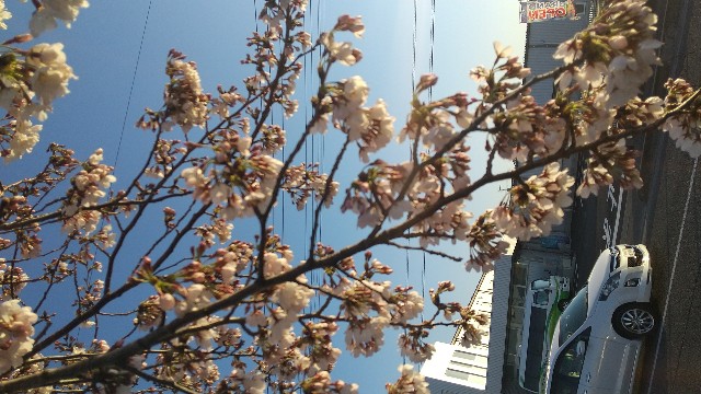 f:id:hakutsu55:20200323131310j:image f:id:hakutsu55:20200323131310j:image