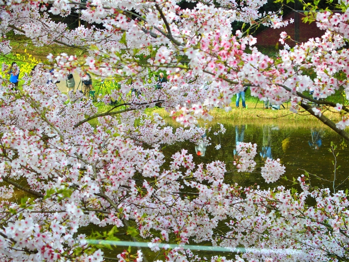 f:id:hakutsuru583:20210421181412j:plain