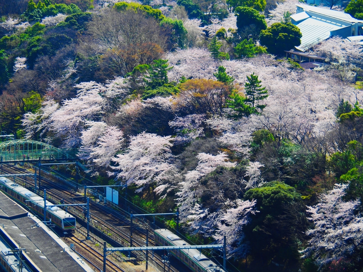 f:id:hakutsuru583:20220401205141j:plain