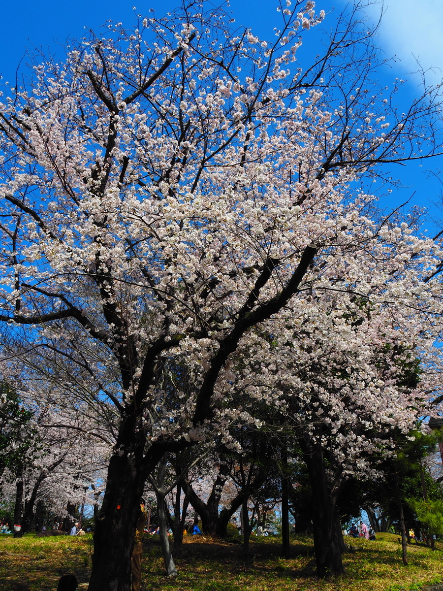 f:id:hakutsuru583:20220403142019j:plain