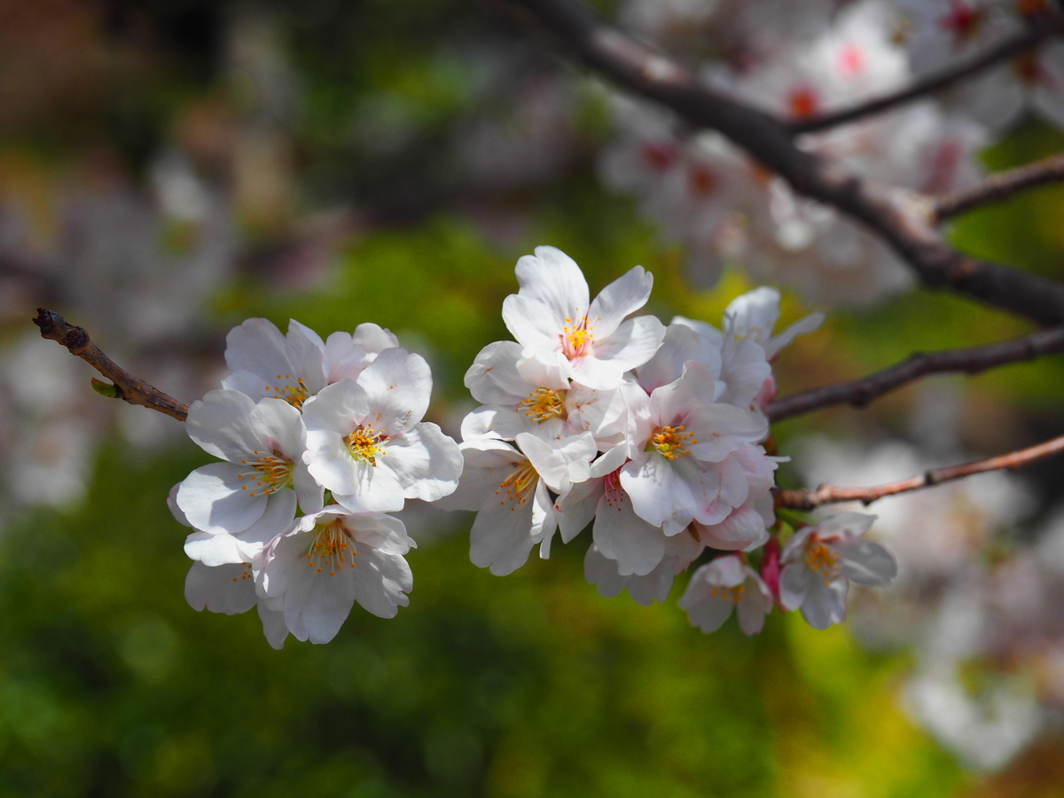f:id:hakutsuru583:20220403142058j:plain
