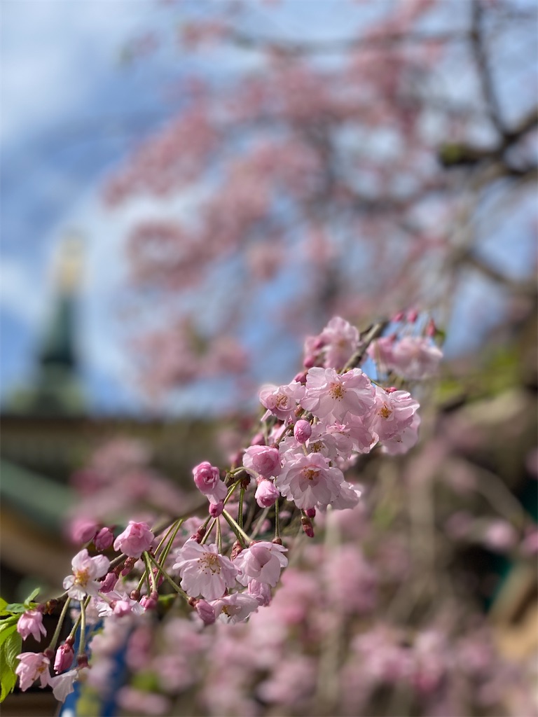 f:id:hakutsuru583:20230324201250j:image