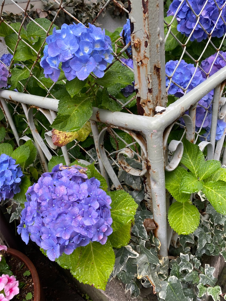 f:id:hakutsuru583:20250611151755j:image f:id:hakutsuru583:20250611151755j:image