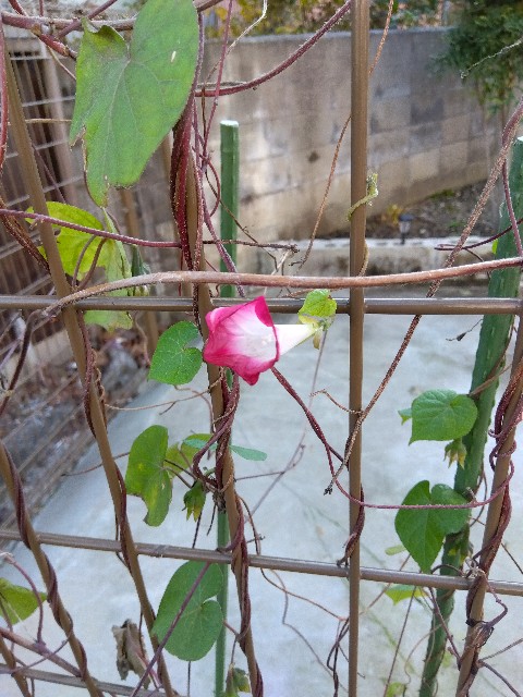 f:id:hal_kusaka:20241121170519j:image f:id:hal_kusaka:20241121170519j:image