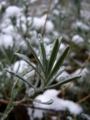 [自然][雪][冬]雪の中2