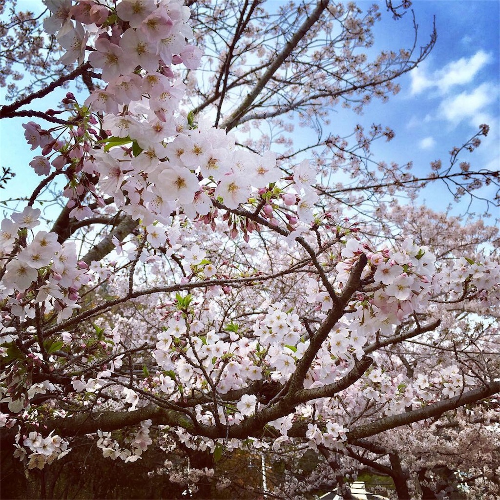 f:id:halehina:20190414213435j:image