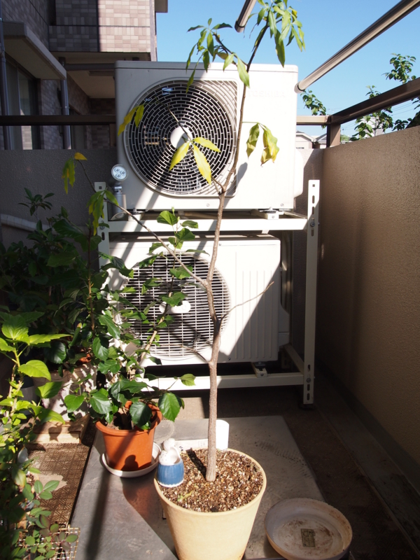 f:id:halemaumau:20111110211314j:image:w640