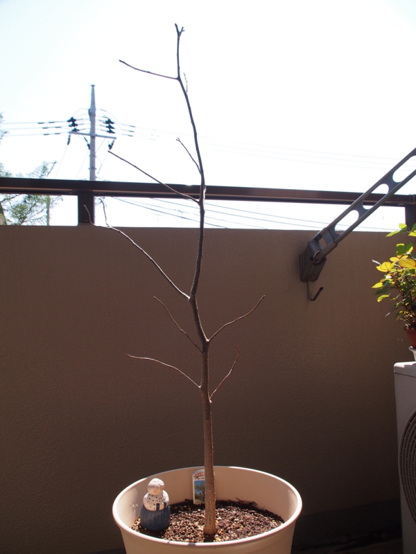 f:id:halemaumau:20120505203937j:image:w360:left