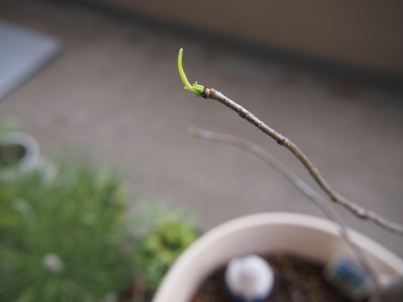 f:id:halemaumau:20120524205540j:image