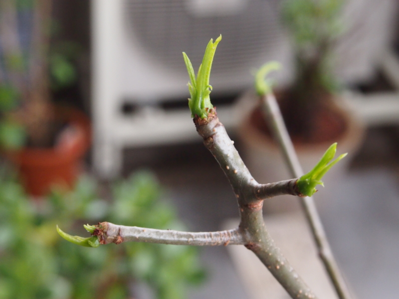 f:id:halemaumau:20120611001334j:image:w640:right