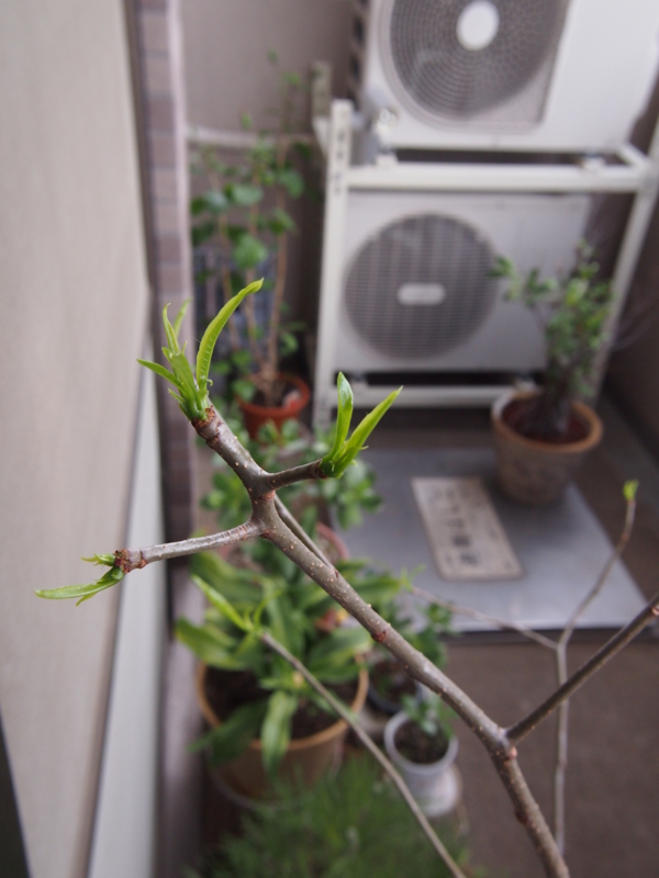 f:id:halemaumau:20120611001655j:image:w360:left