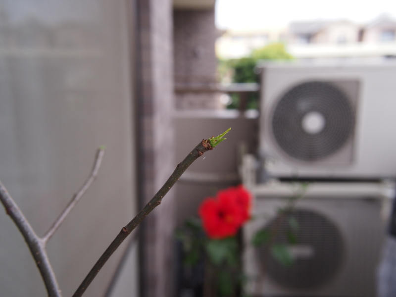 f:id:halemaumau:20120611002138j:image:w640:right