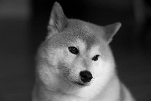 f:id:halgasumi:20161027223845j:plain f:id:halgasumi:20161027223845j:plain