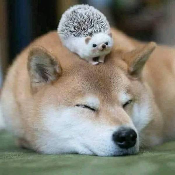 f:id:halhalhal1:20210410143208j:plain