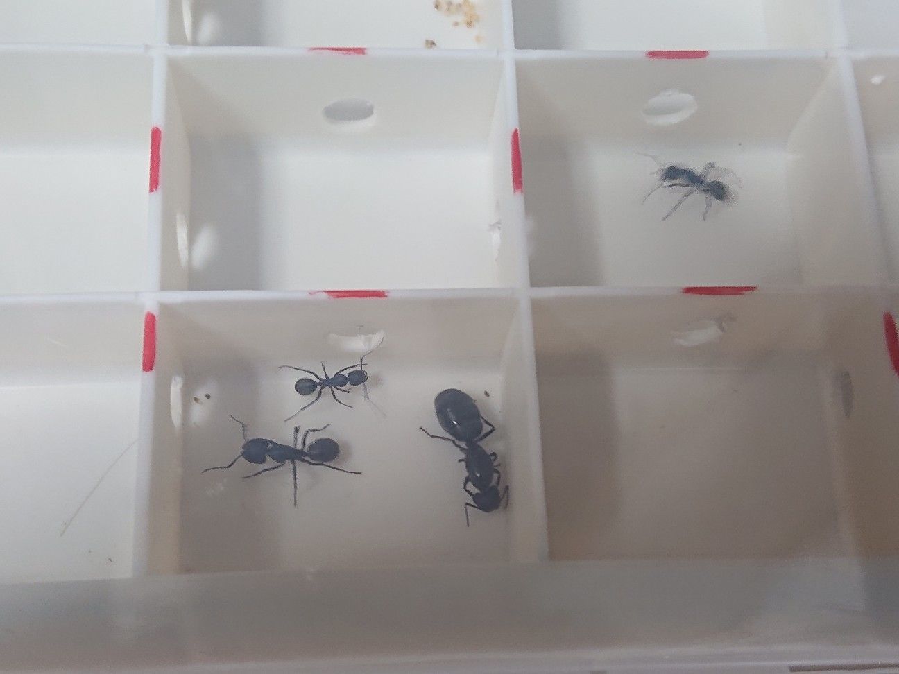 f:id:halnem:20190702234125j:image