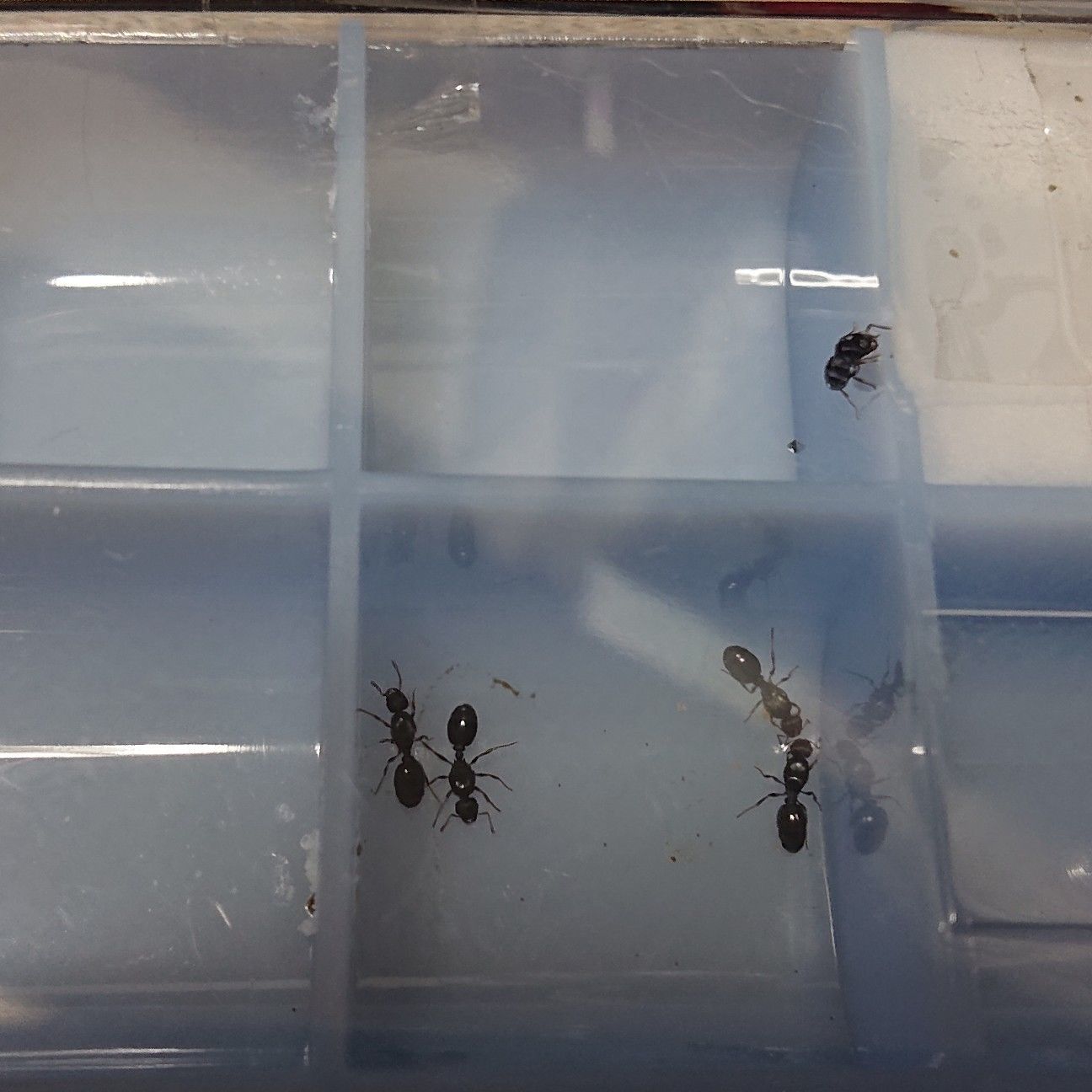 f:id:halnem:20190705210115j:image