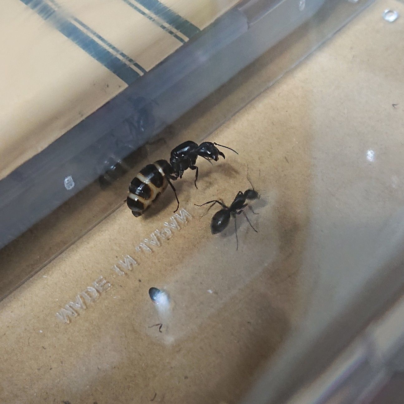 f:id:halnem:20190705210139j:image