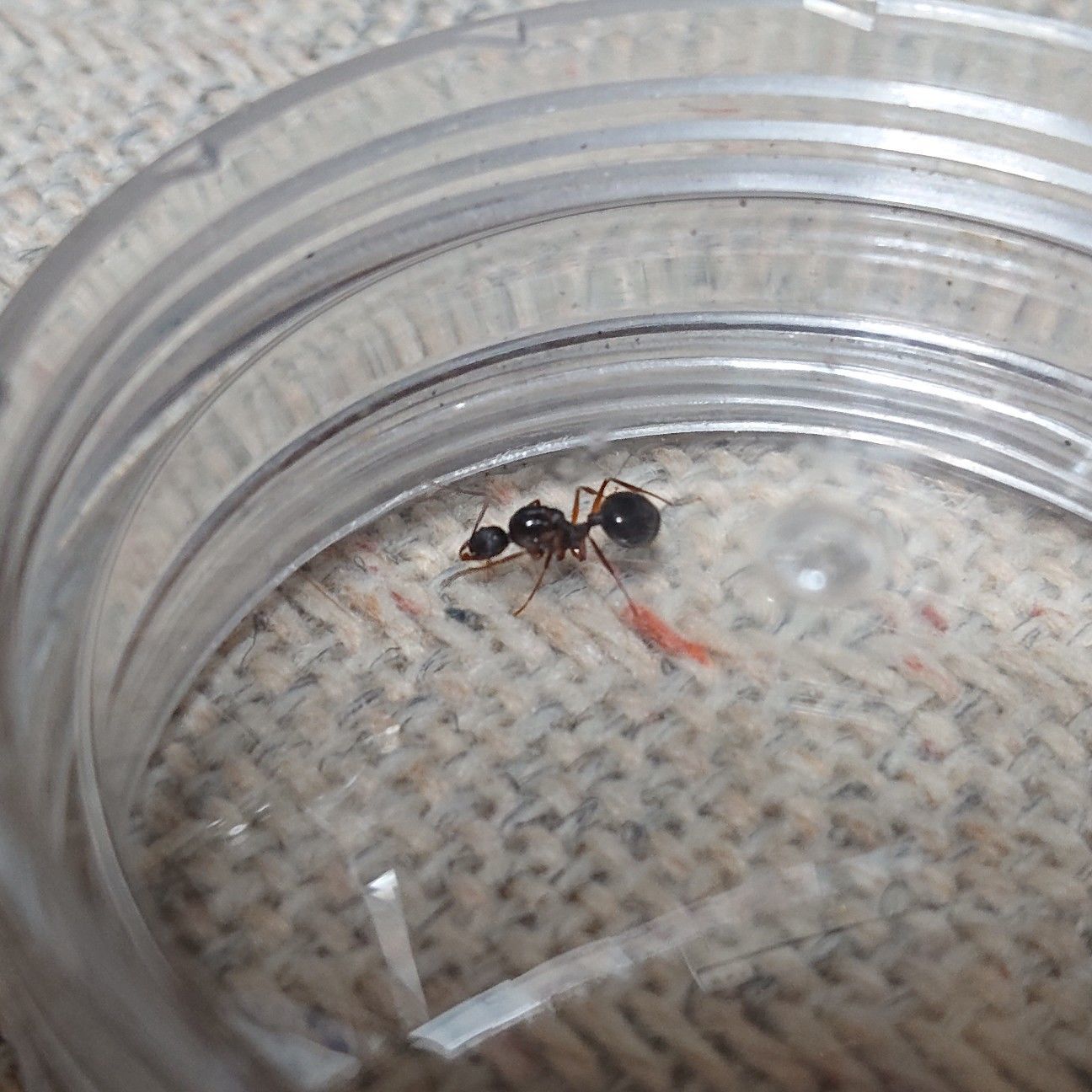 f:id:halnem:20190718230327j:image