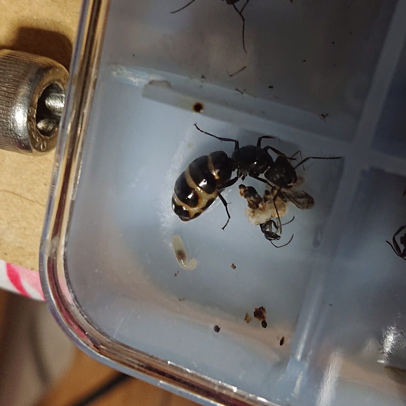 f:id:halnem:20190727143239j:image