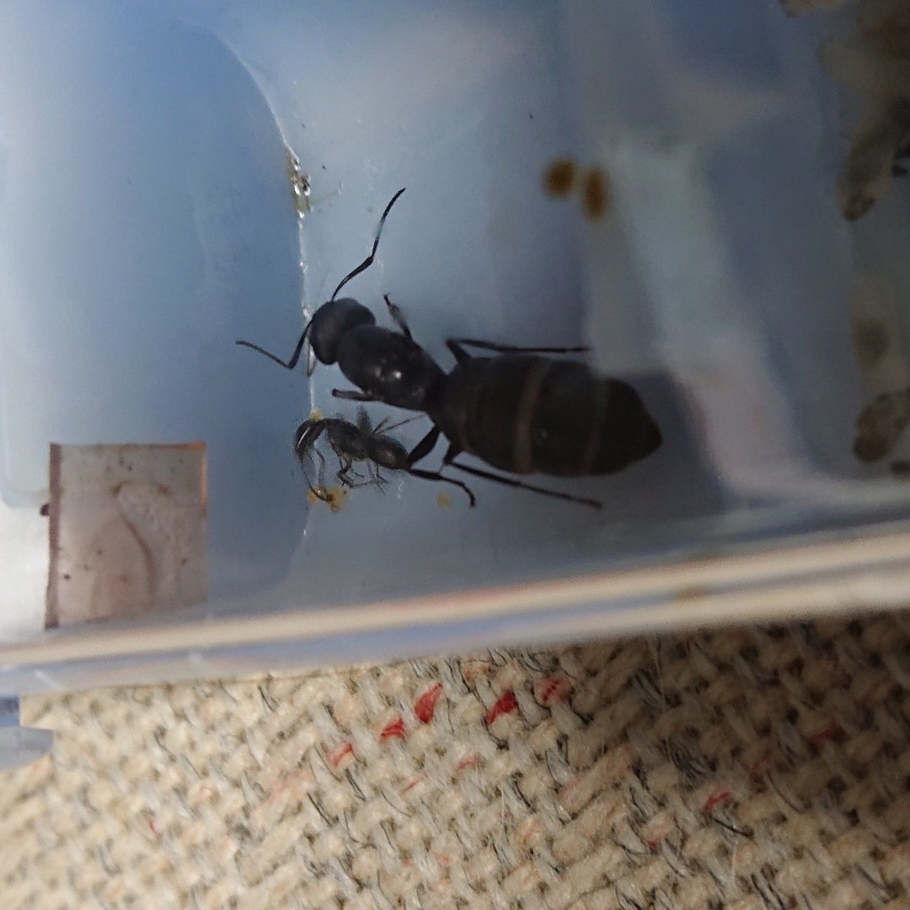 f:id:halnem:20190727143247j:image