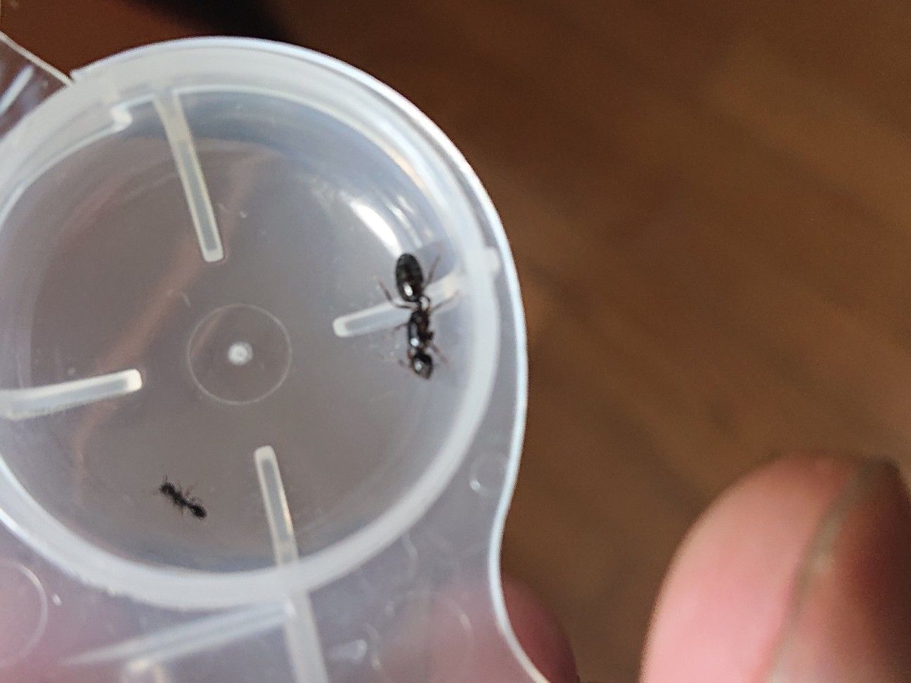 f:id:halnem:20190810123732j:image