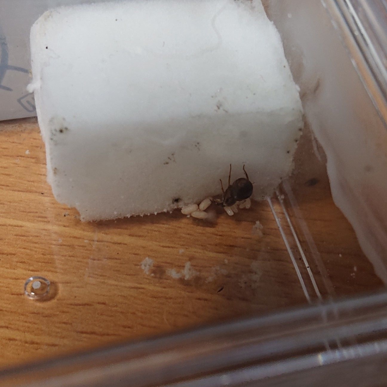 f:id:halnem:20190820232656j:plain