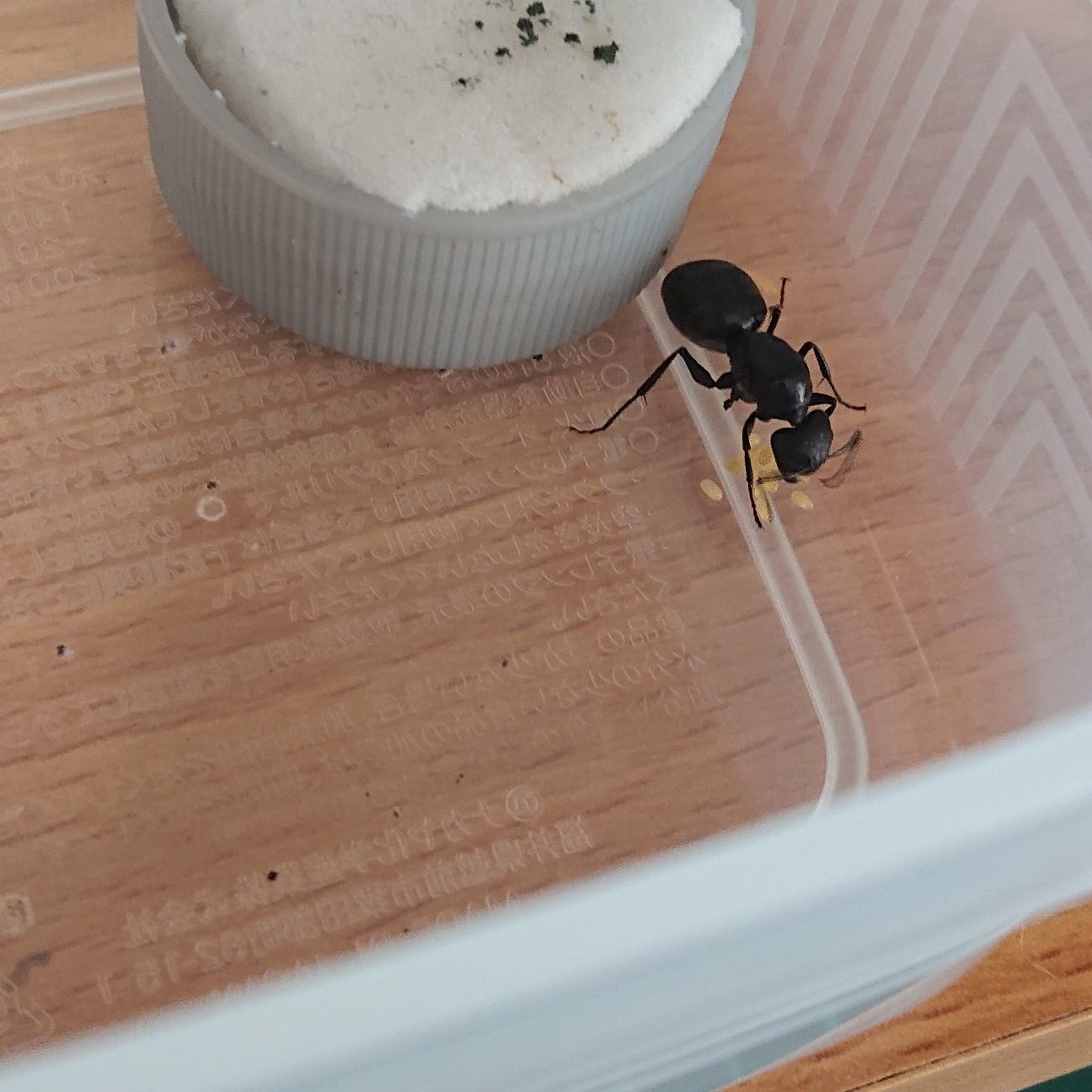 f:id:halnem:20190820232726j:plain