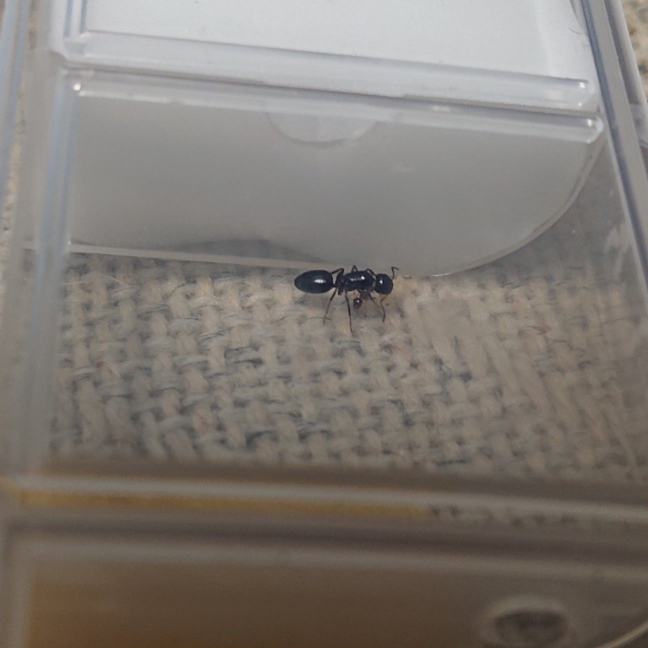 f:id:halnem:20190924234127j:plain