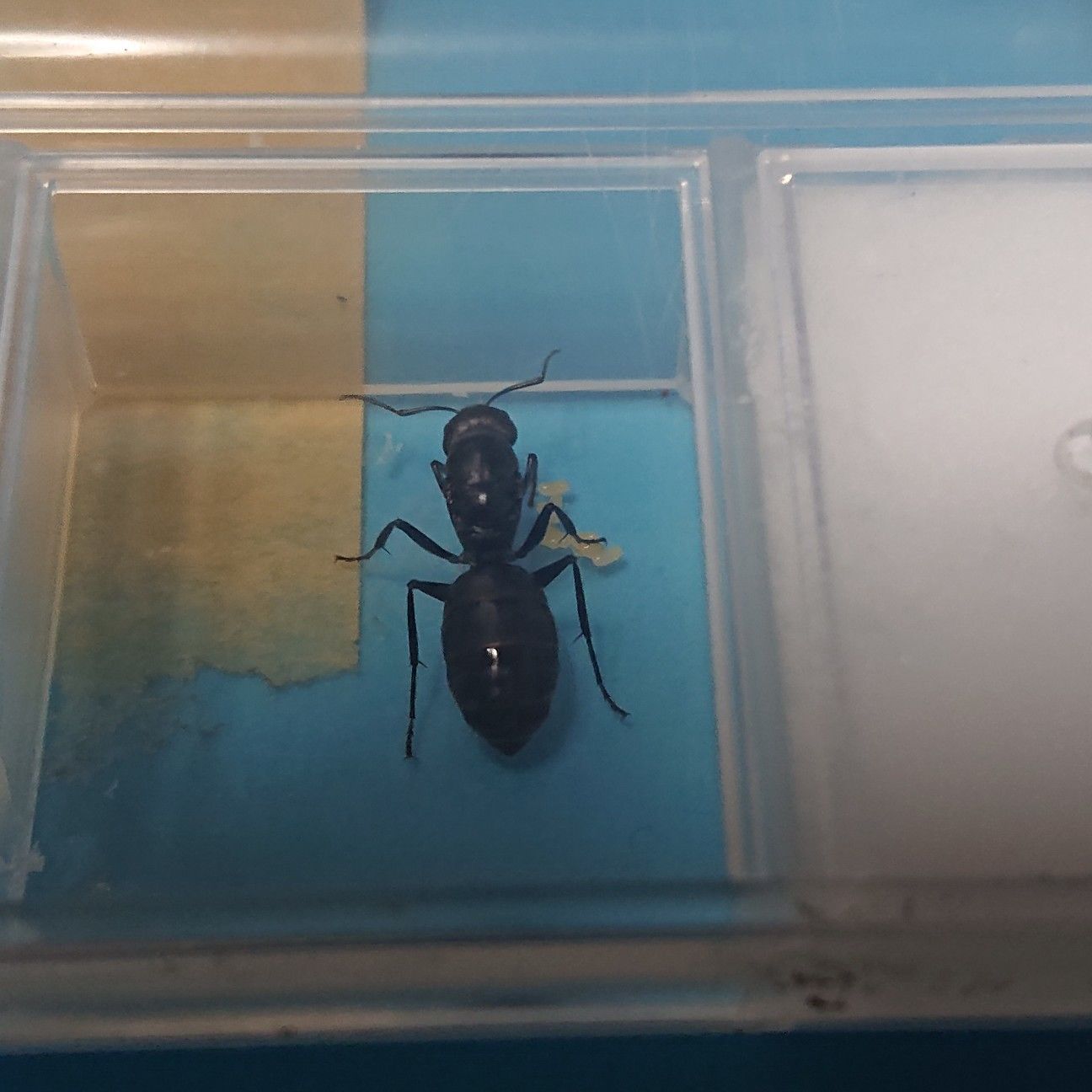 f:id:halnem:20200604193718j:image