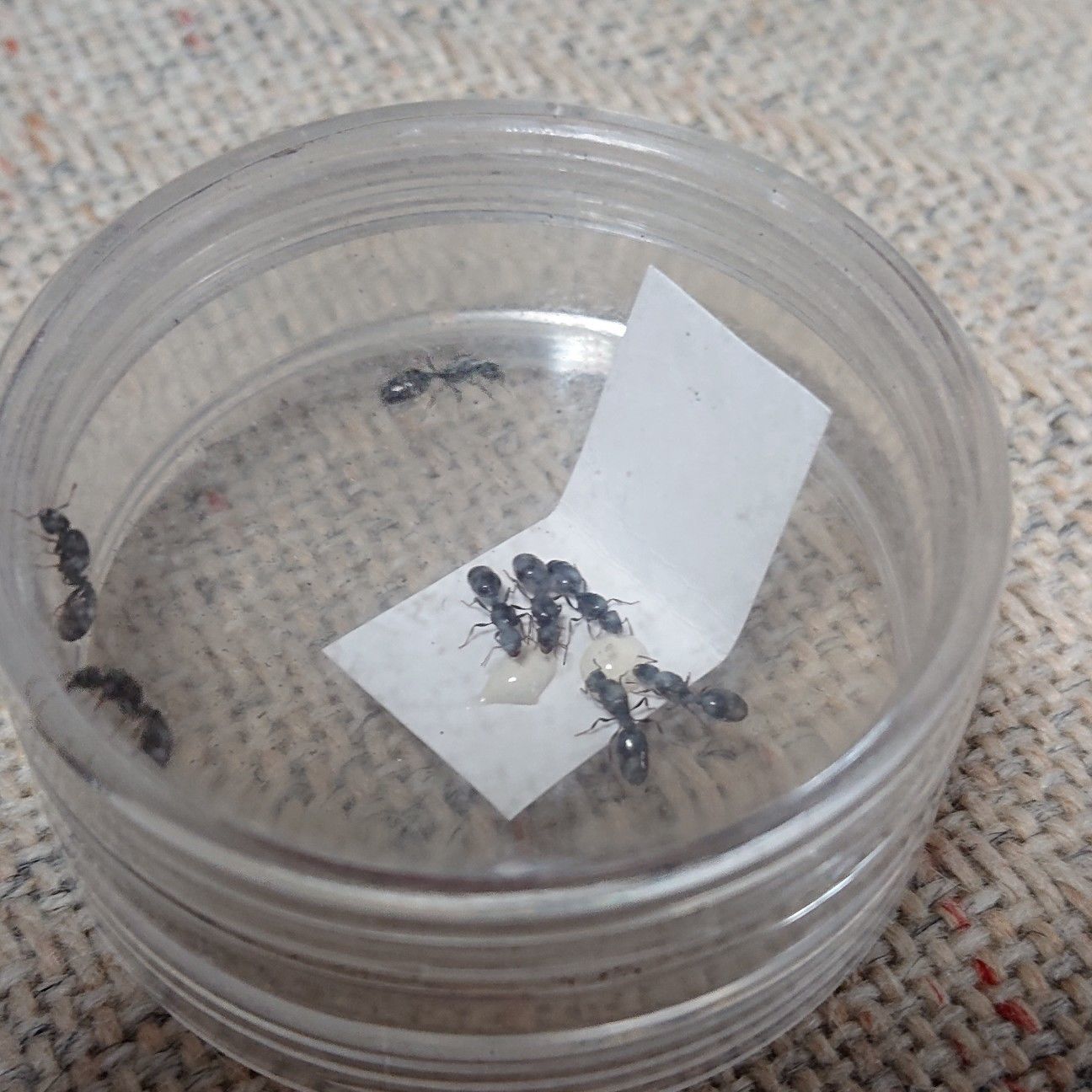 f:id:halnem:20200604193741j:image