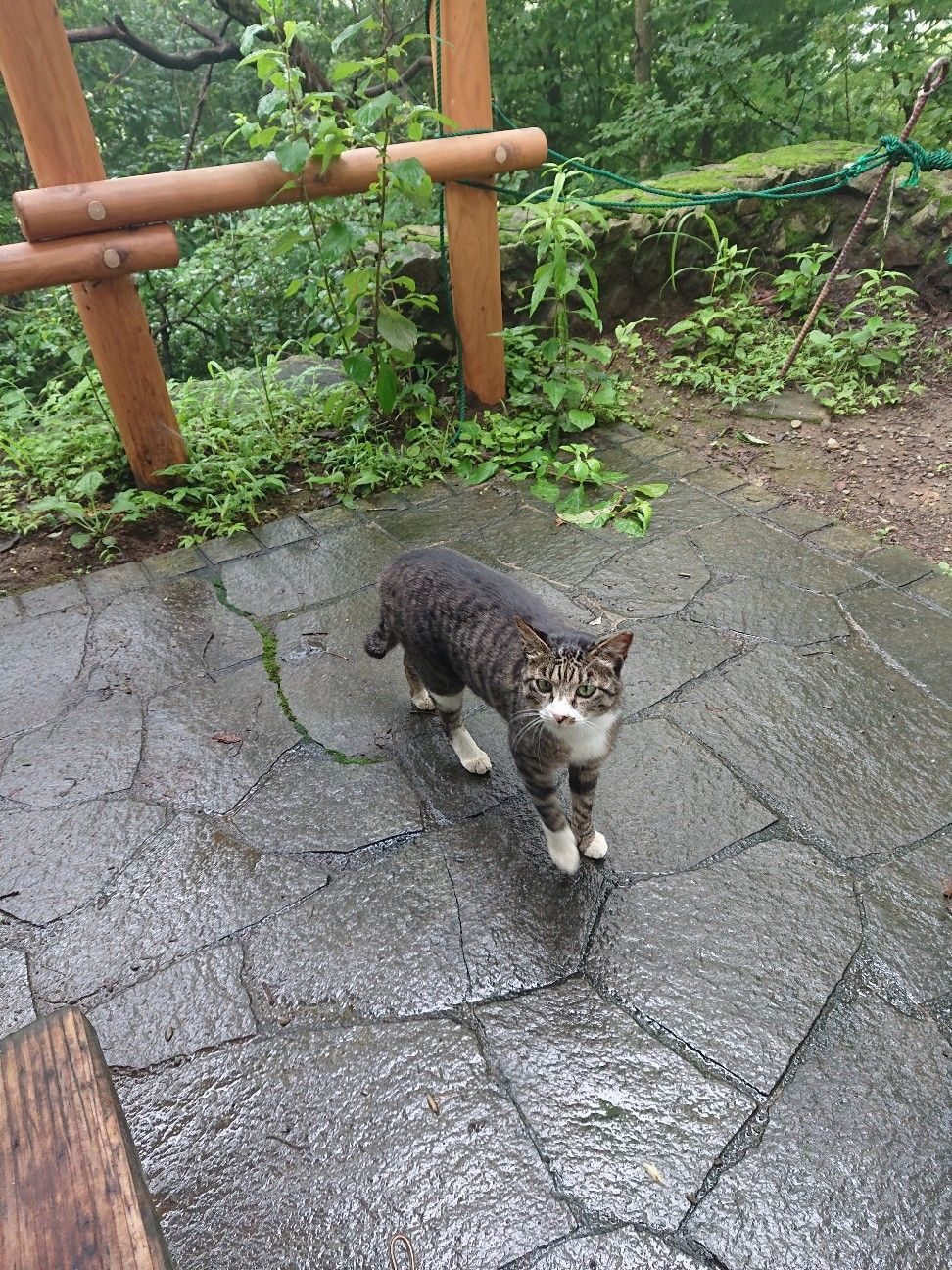 f:id:halnem:20201123231101j:image