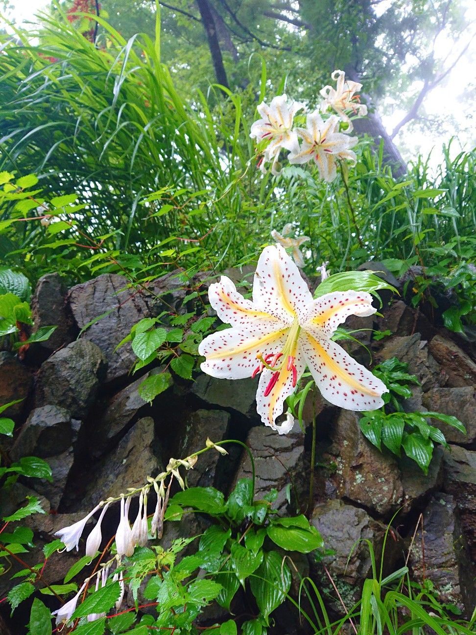 f:id:halnem:20201123231134j:image