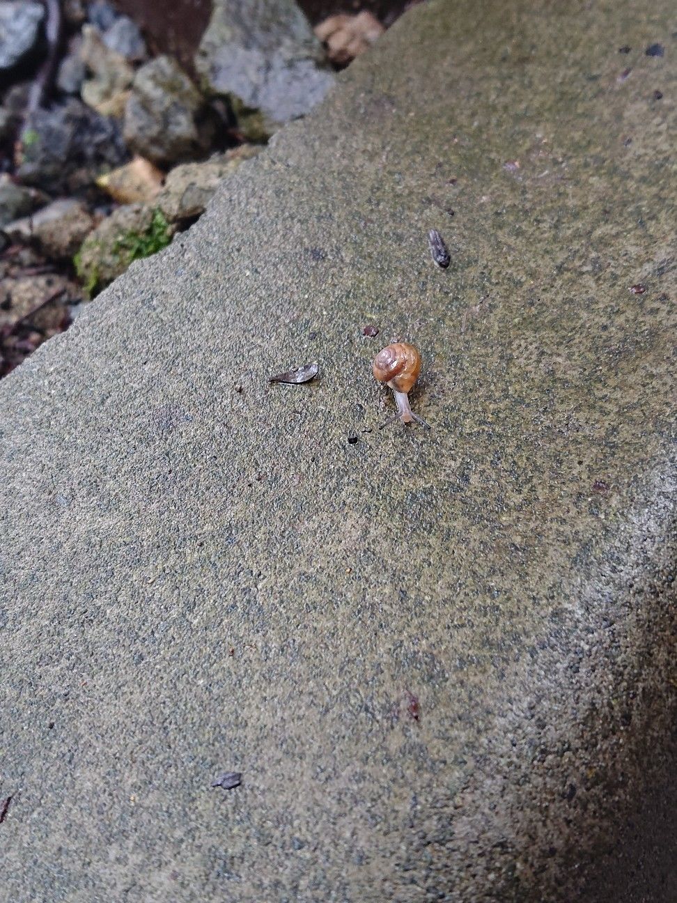 f:id:halnem:20201124231626j:image