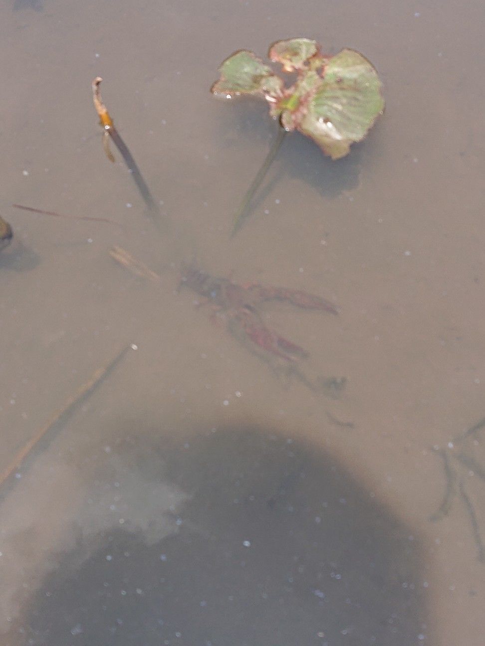 f:id:halnem:20201125223720j:image f:id:halnem:20201125223720j:image