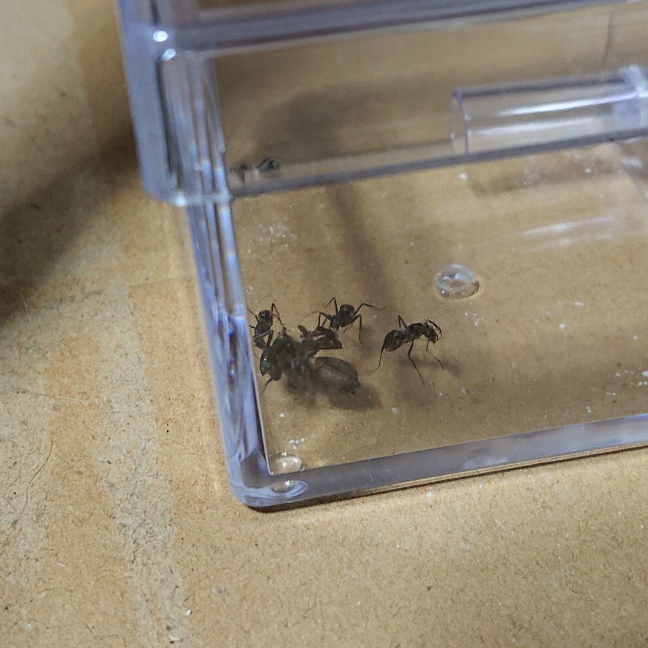 S Ant Aphaenogaster Longiceps Funnel Ant 女王アリ 飼育ケースセット Ibraph Com Br