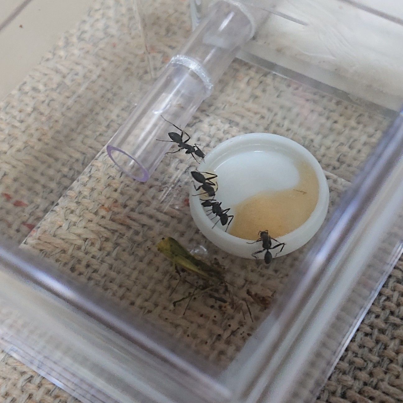 f:id:halnem:20210811154156j:image