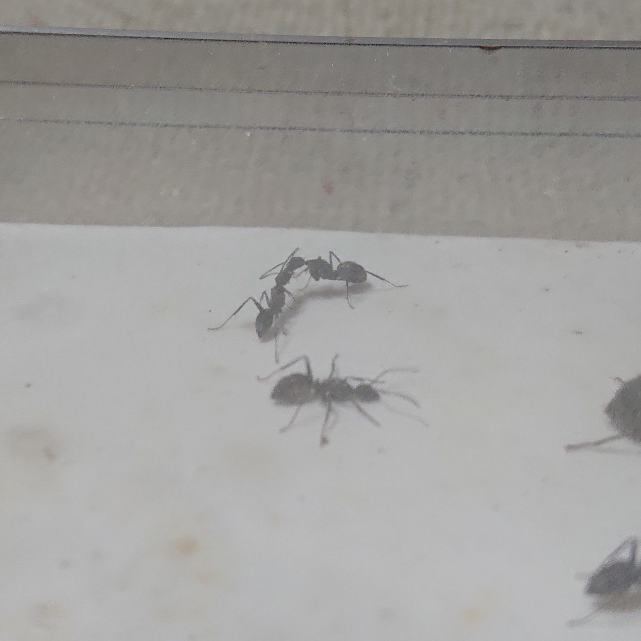 f:id:halnem:20210811154203j:image