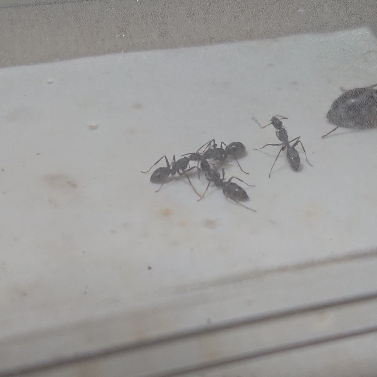 f:id:halnem:20210811154212j:image