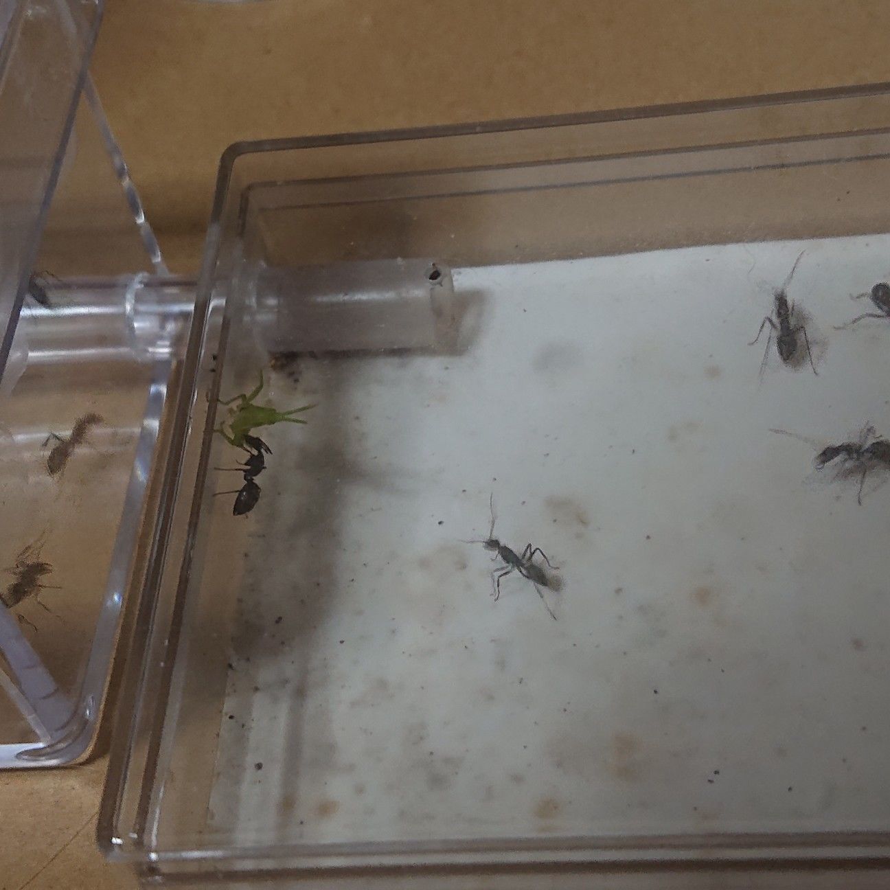 f:id:halnem:20210811154220j:image