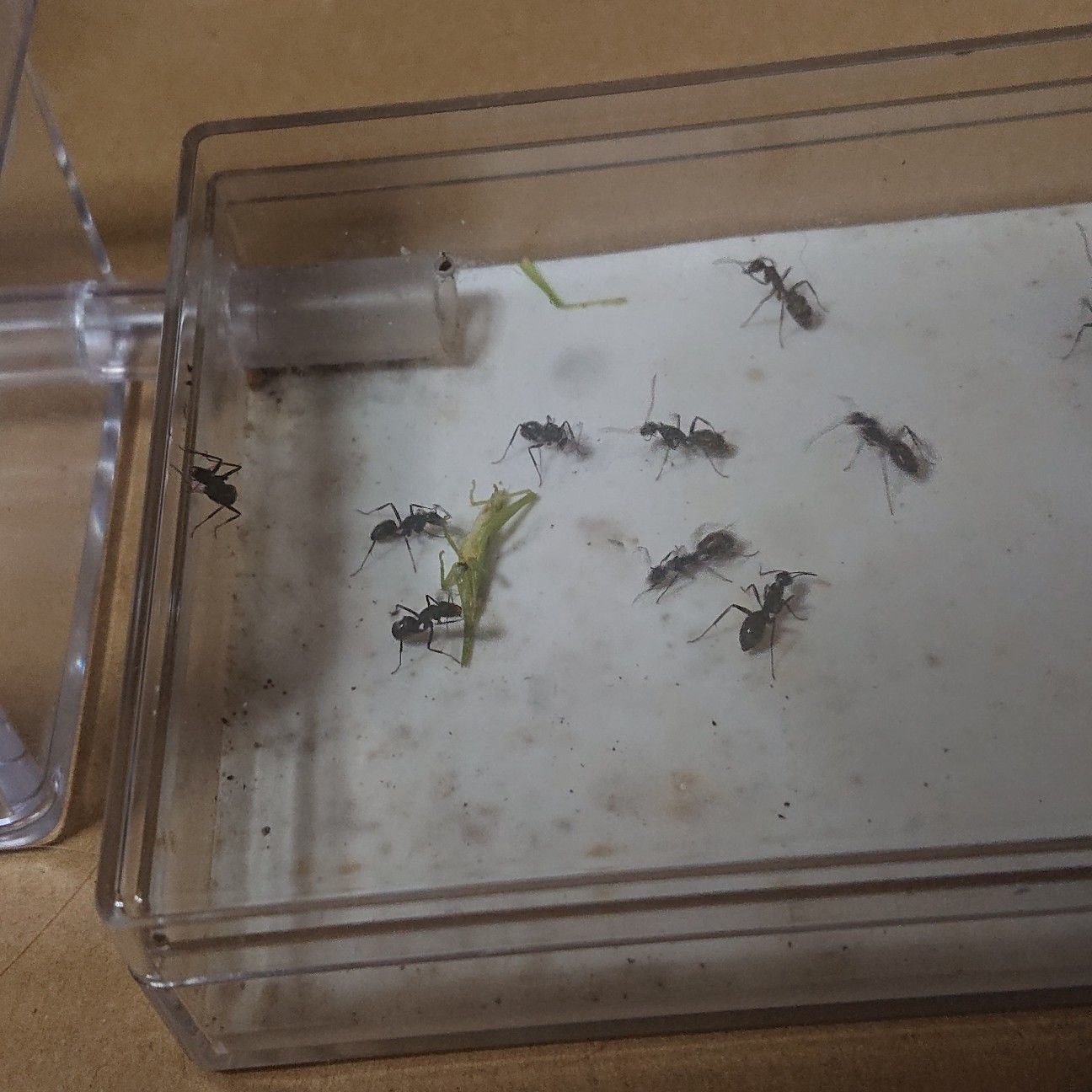 f:id:halnem:20210811154229j:image