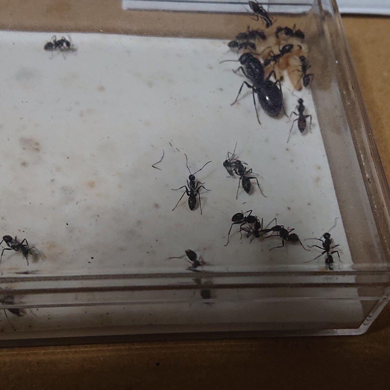 f:id:halnem:20210811154237j:image