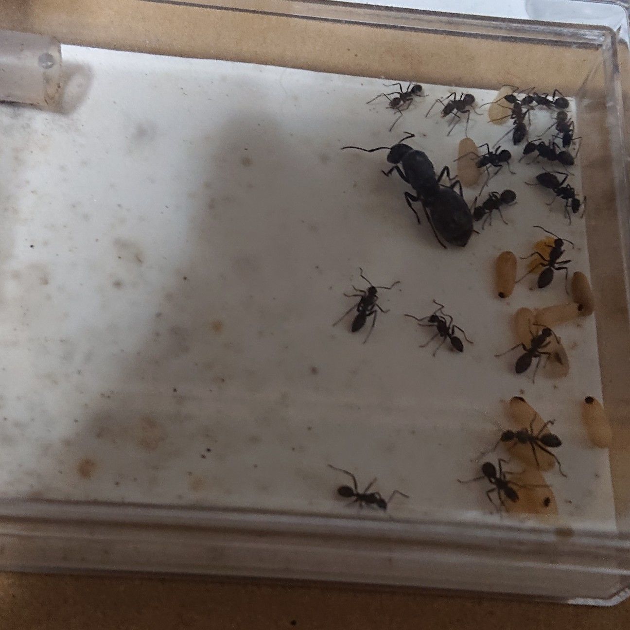 f:id:halnem:20210811154244j:image