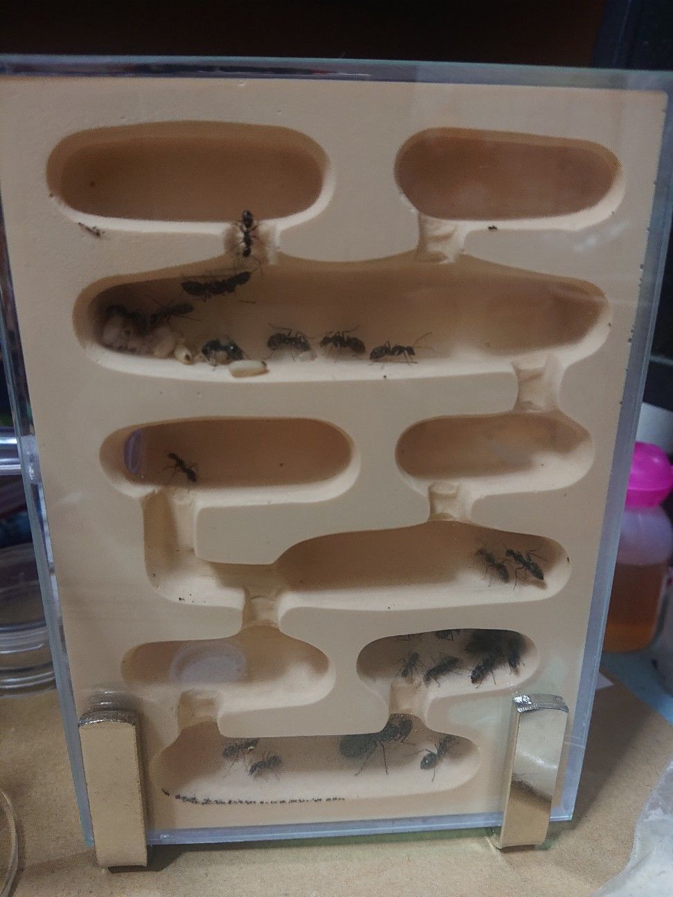 f:id:halnem:20210921145923j:image