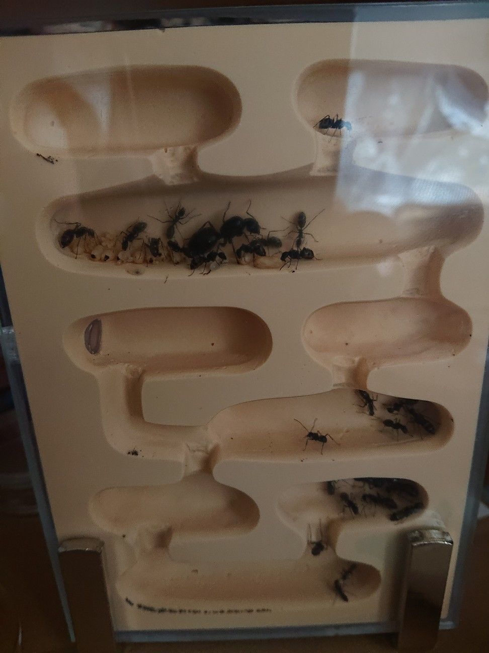 f:id:halnem:20210921145929j:image