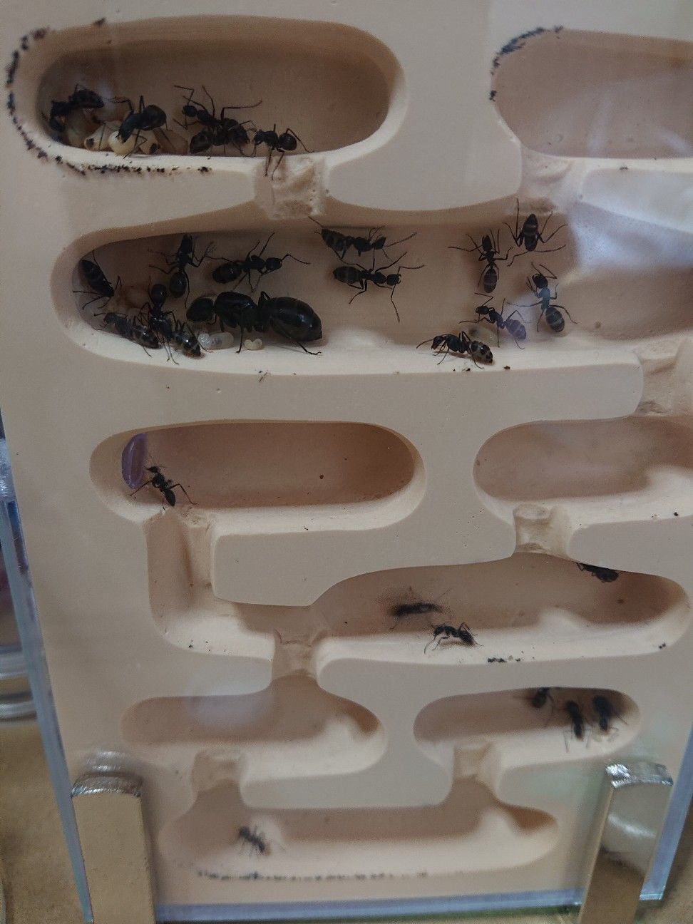 f:id:halnem:20210921145937j:image