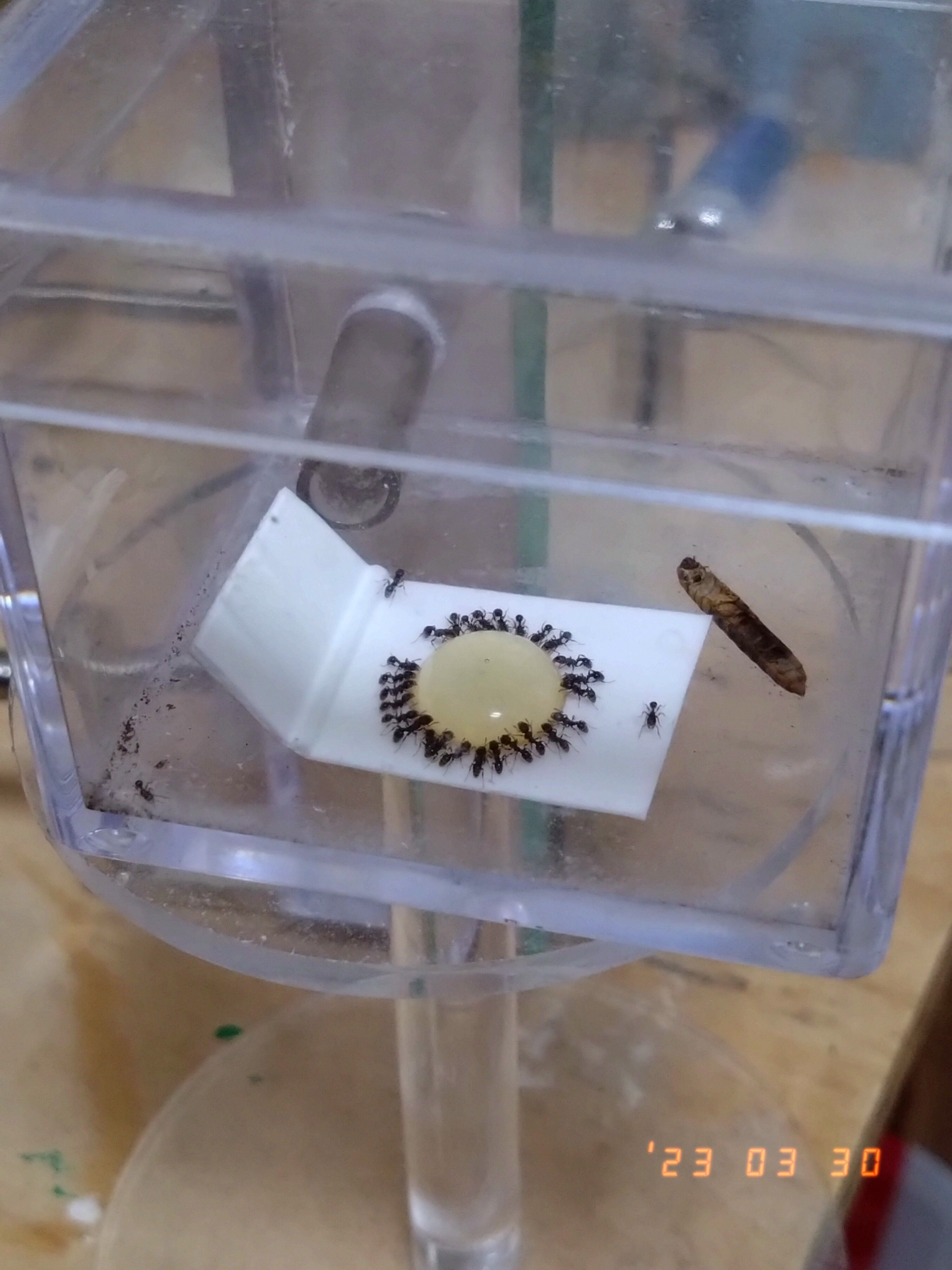 f:id:halnem:20230520190308j:image