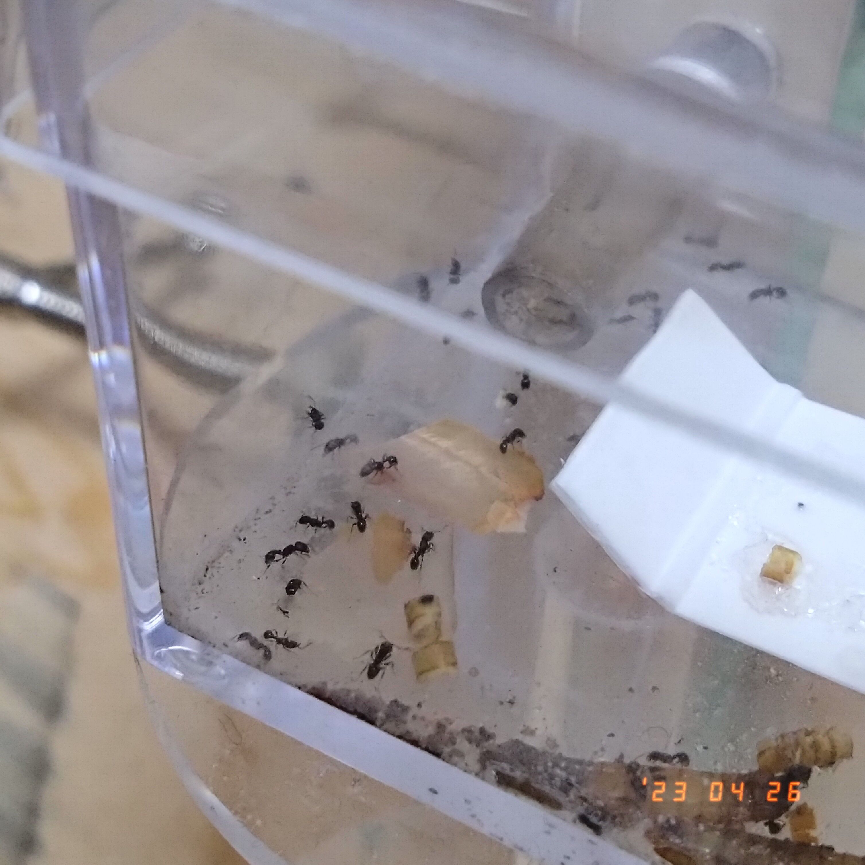 f:id:halnem:20230520190339j:image